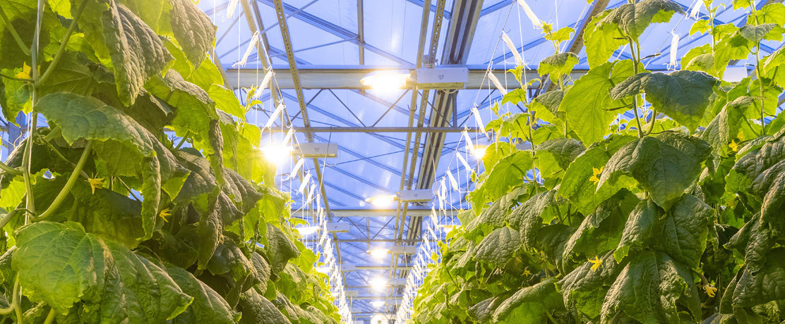 Światło i cień w szklarni