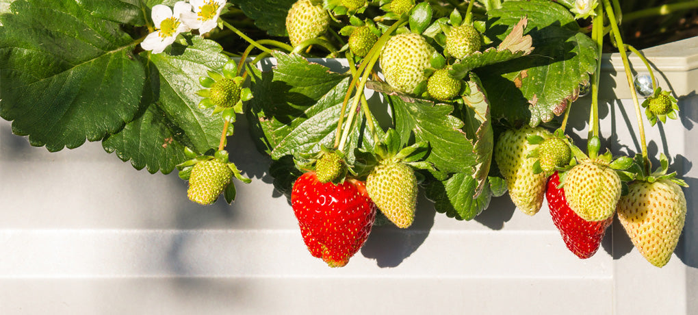 Rośliny do szklarni