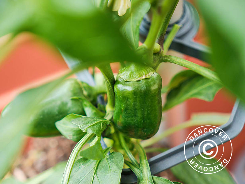 Tyczka, CHILI BUDDY, Antracyt/Srebro