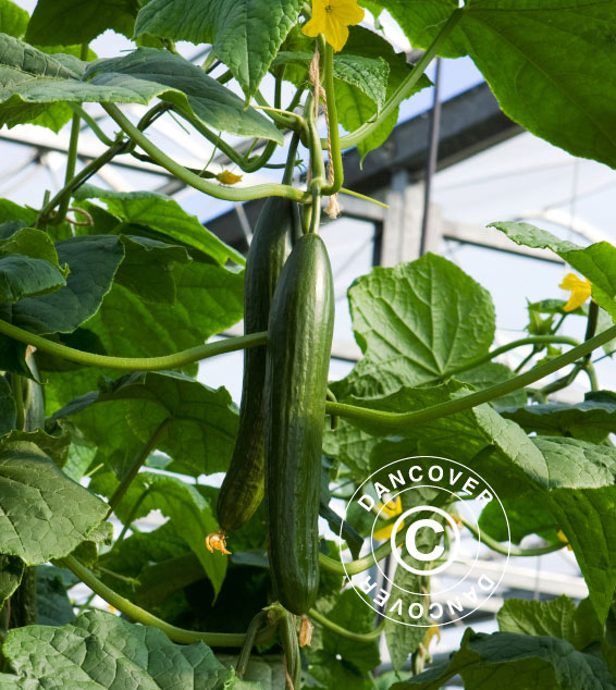 Szklarnia z poliwęglanu Halls Popular 6,2m², 1,93x3,19x1,95m, Aluminium