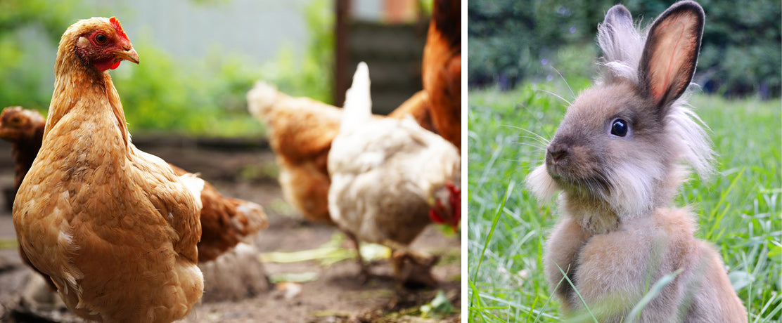 Trzymanie zwierząt domowych w ogrodzie