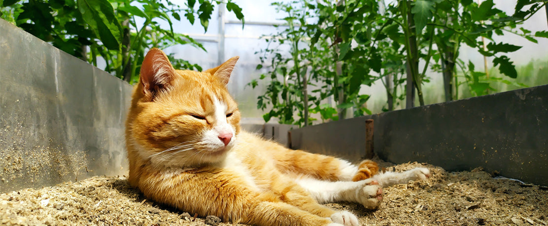 Jak nagrzać szklarnię