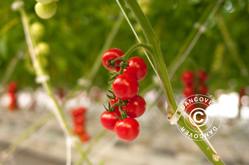 Szklarnia z poliwęglanu Halls Popular 5m², 1,93x2,57x1,95m, Aluminium